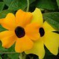Thunbergia Alata Flower 20 Seeds