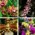 OrchidYellow Flowers with Blackish Red Tongue Flowers 200  Seeds
