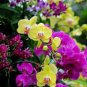 OrchidYellow Flowers with Blackish Red Tongue Flowers 200 Seeds