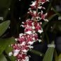 OrchidYellow Flowers with Blackish Red Tongue Flowers 200 Seeds