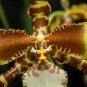 OrchidYellow Flowers with Blackish Red Tongue Flowers 200 Seeds