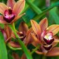 OrchidYellow Flowers with Blackish Red Tongue Flowers 200 Seeds
