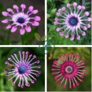 Osteospermum 200 Seeds