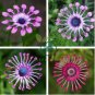 Osteospermum 200 Seeds