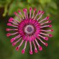 Osteospermum 200 Seeds