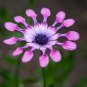 Osteospermum 200 Seeds