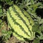 Green Skin Long Sweet Red Watermelon 'Wu Gu' Organic 40 Seeds