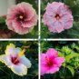 Hibiscus 200 Seeds