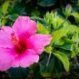 Hibiscus 200 Seeds