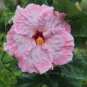 Hibiscus 200 Seeds