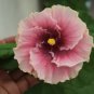 Hibiscus 200 Seeds