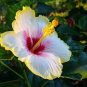Hibiscus 200 Seeds