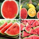 Color Skin Red Inside Middle Sweet Juicy Watermelon 'Ling Long Ha' 40 seeds