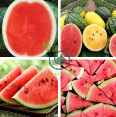 Color Skin Red Inside Middle Sweet Juicy Watermelon 'Ling Long Ha' 40 seeds