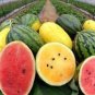 Color Skin Red Inside Middle Sweet Juicy Watermelon 'Ling Long Ha' 40 seeds
