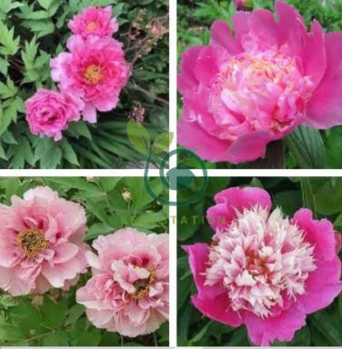 Heirloom 'Fen Pan Tuo Jin' Pink Peony Tree Flower Organic 10 Seeds