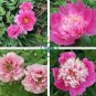 Heirloom 'Fen Pan Tuo Jin' Pink Peony Tree Flower Organic 10 Seeds