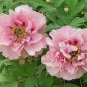 Heirloom 'Fen Pan Tuo Jin' Pink Peony Tree Flower Organic 10 Seeds