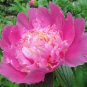 Heirloom 'Fen Pan Tuo Jin' Pink Peony Tree Flower Organic 10 Seeds