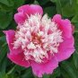 Heirloom 'Fen Pan Tuo Jin' Pink Peony Tree Flower Organic 10 Seeds