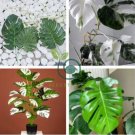 Palm Turtle Leaves 200 Seeds