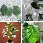Palm Turtle Leaves 200 Seeds