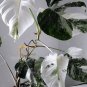Palm Turtle Leaves 200 Seeds