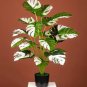 Palm Turtle Leaves 200 Seeds