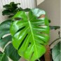 Palm Turtle Leaves 200 Seeds