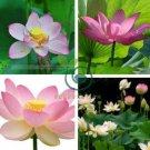 Heirloom Transparent Red Nelumbo Nucifera 'Flower Fairy' Lotus Flower 2 Seeds
