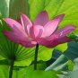 Heirloom Transparent Red Nelumbo Nucifera 'Flower Fairy' Lotus Flower 2 Seeds