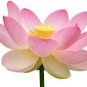 Heirloom Transparent Red Nelumbo Nucifera 'Flower Fairy' Lotus Flower 2 Seeds