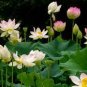 Heirloom Transparent Red Nelumbo Nucifera 'Flower Fairy' Lotus Flower 2 Seeds