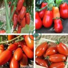 Red Banana Tomato 40 Seeds