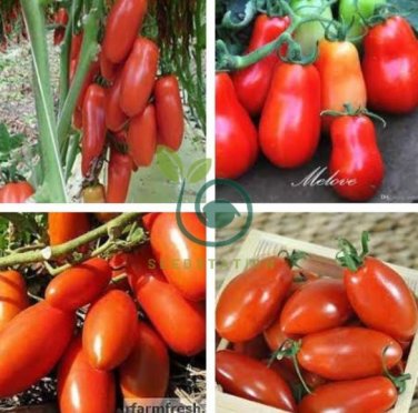Red Banana Tomato 40 Seeds
