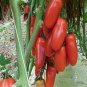 Red Banana Tomato 40 Seeds