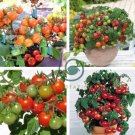 Rare Red Bonsai Dwarf Tomato 'Chong Ming' Organic 60 Seeds