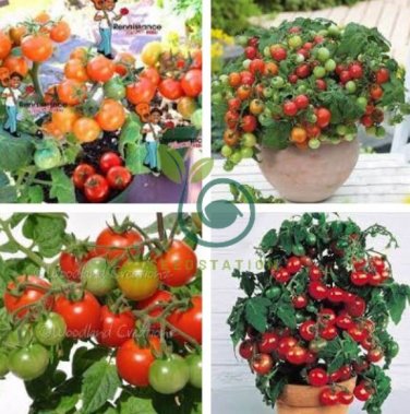 Rare Red Bonsai Dwarf Tomato 'Chong Ming' Organic 60 Seeds