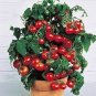 Rare Red Bonsai Dwarf Tomato 'Chong Ming' Organic 60 Seeds