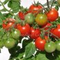 Rare Red Bonsai Dwarf Tomato 'Chong Ming' Organic 60 Seeds