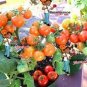 Rare Red Bonsai Dwarf Tomato 'Chong Ming' Organic 60 Seeds