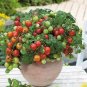 Rare Red Bonsai Dwarf Tomato 'Chong Ming' Organic 60 Seeds