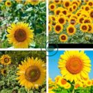 Peking 'Vedova' Bonsai Yellow Ornamental Sunflower 30 Seeds