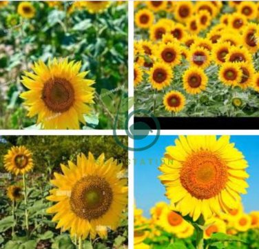 Peking 'Vedova' Bonsai Yellow Ornamental Sunflower 30 Seeds
