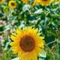 Peking 'Vedova' Bonsai Yellow Ornamental Sunflower 30 Seeds