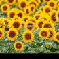 Peking 'Vedova' Bonsai Yellow Ornamental Sunflower 30 Seeds