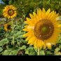 Peking 'Vedova' Bonsai Yellow Ornamental Sunflower 30 Seeds