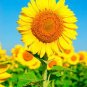 Peking 'Vedova' Bonsai Yellow Ornamental Sunflower 30 Seeds