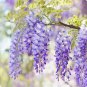 Wisteria 20 Seeds
