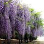 Wisteria 20 Seeds